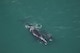 A black colored North American right whale mother with calf swimming on the surface of a green ocean