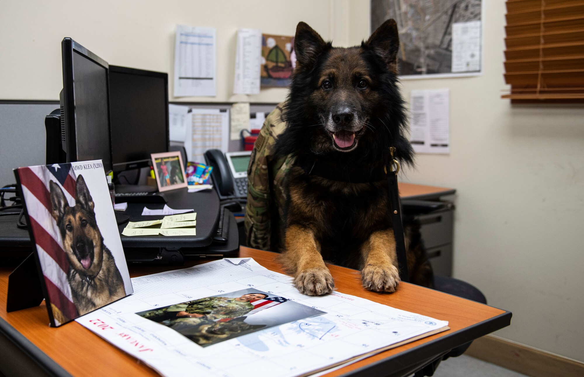 Bady, 8th Security Forces Squadron military working dog, sits at a desk at Kunsan Air Base, Republic of Korea, Jan. 10, 2022. MWDs assist their handlers in law enforcement, including detecting drugs and explosives. (U.S. Air Force photo by Staff Sgt. Suzie Plotnikov)
