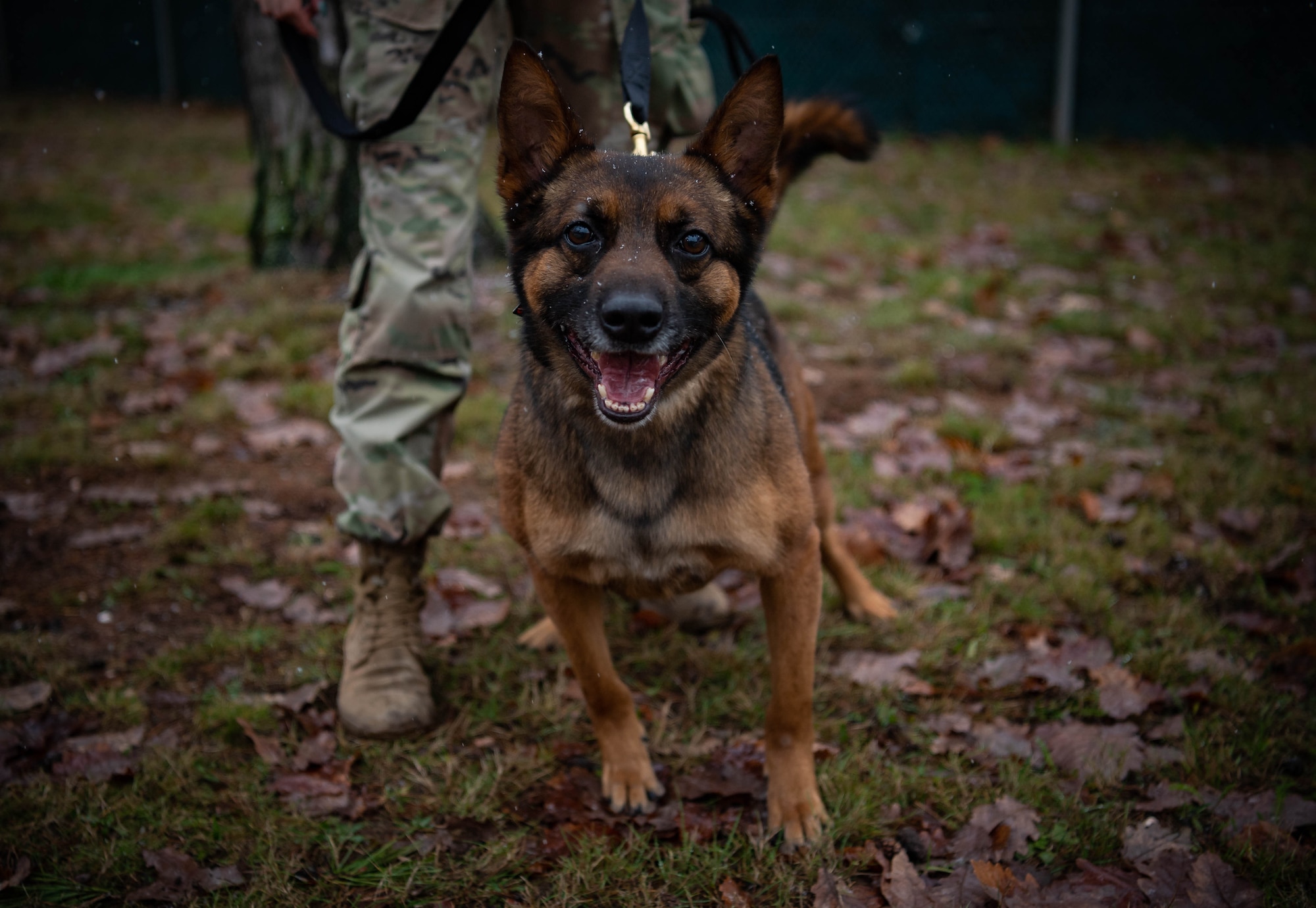 U.S. Air Force 86th Security Forces Squadron military working dog Laky walks through the snowfall at Ramstein Air Base, Germany, Dec. 10, 2021. The 569th United States Forces Police Squadron is a U.S. Military Law Enforcement Unit that serves and protects the Kaiserslautern Military Community. (U.S. Air Force photo by Airman Jared Lovett)