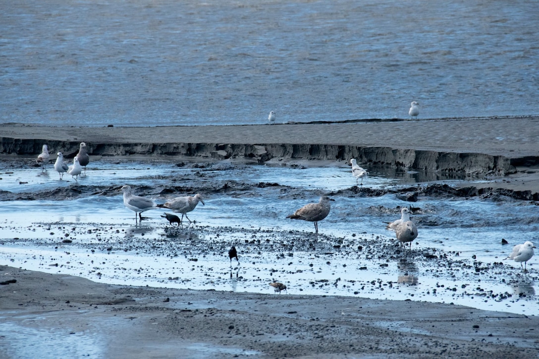 Erica Janocha, Savannah District biologist, writes “Janocha Key” in the sand on the new Altamaha bird island.