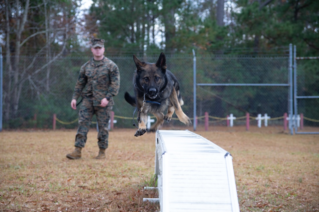 U.S. Marine Corps Cpl. Kaleb Aikens, a military working dog handler, watches as his partner, Rudy, goes over an obstacle at the kennel on Marine Corps Air Station Cherry Point, N.C., Dec. 10, 2021. To be effective, MWD’s require a qualified and dedicated handler.