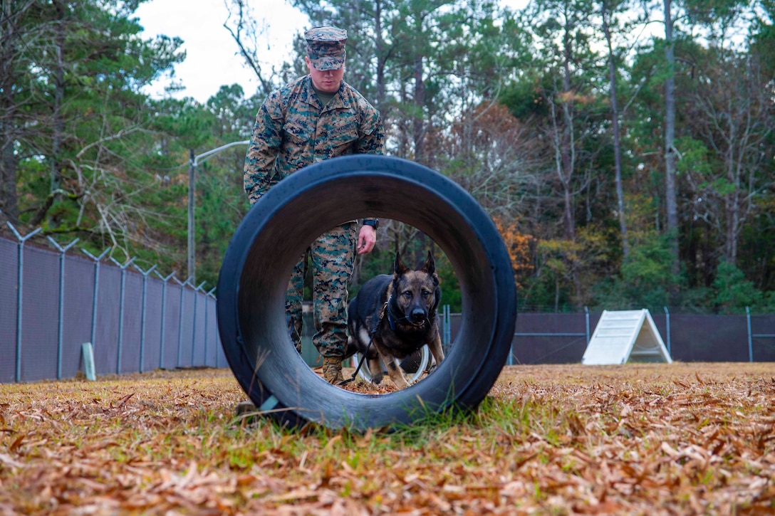 A Marine watches a dog through a tunnel obstacle.