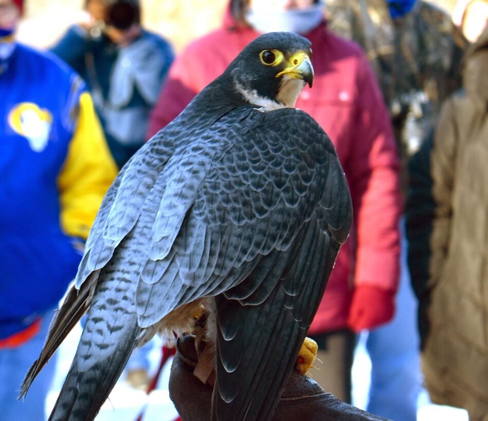 Meet Apollo, the peregrine falcon who stole the show. Hundreds of people attended the second-annual Eagle Fest on Saturday, Jan. 8, which was hosted by the Shenango River Watchers. The event offered visitors an opportunity to learn more about bald eagles that nest around Shenango River Lake, including the river below the dam and nearby wildlife areas (U.S. Army photo by staff).