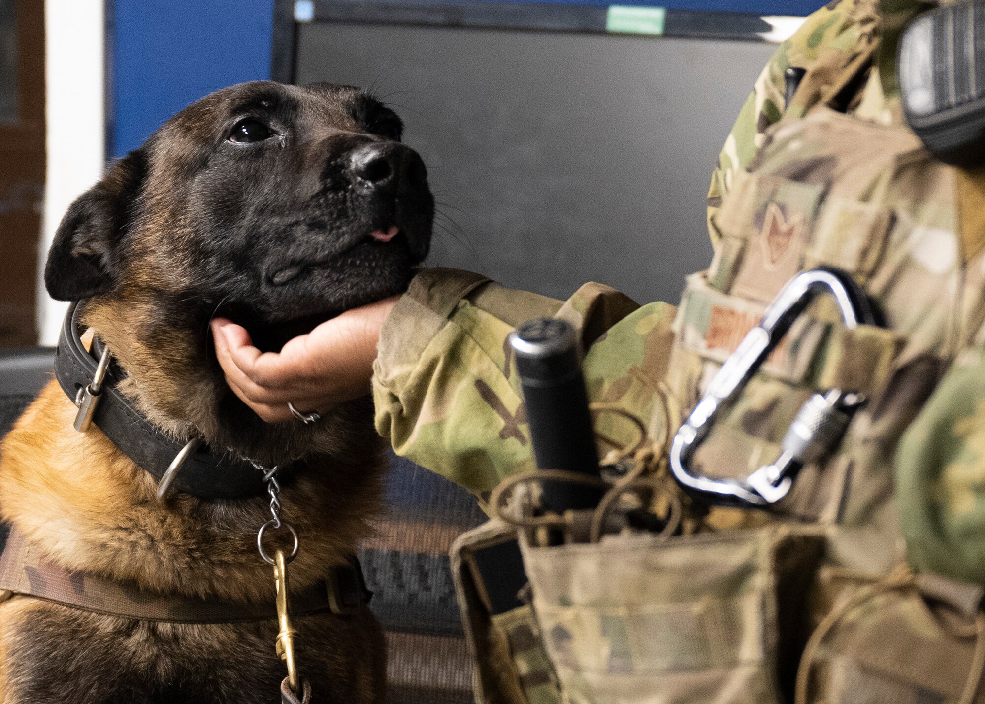 Staff Sgt. Jennifer Brinker, from San Diego, California, joined the Air Force in March of 2015 as a Security Forces trainee. She completed both Basic Military Training and Technical Training school before becoming a Defender.

“I worked with dogs before joining,” said Brinker. “I always wanted to serve in the military, so I was like, I get the best of both.”