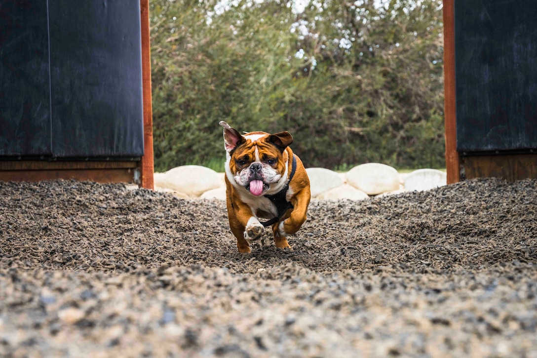 A dog running on gravel.