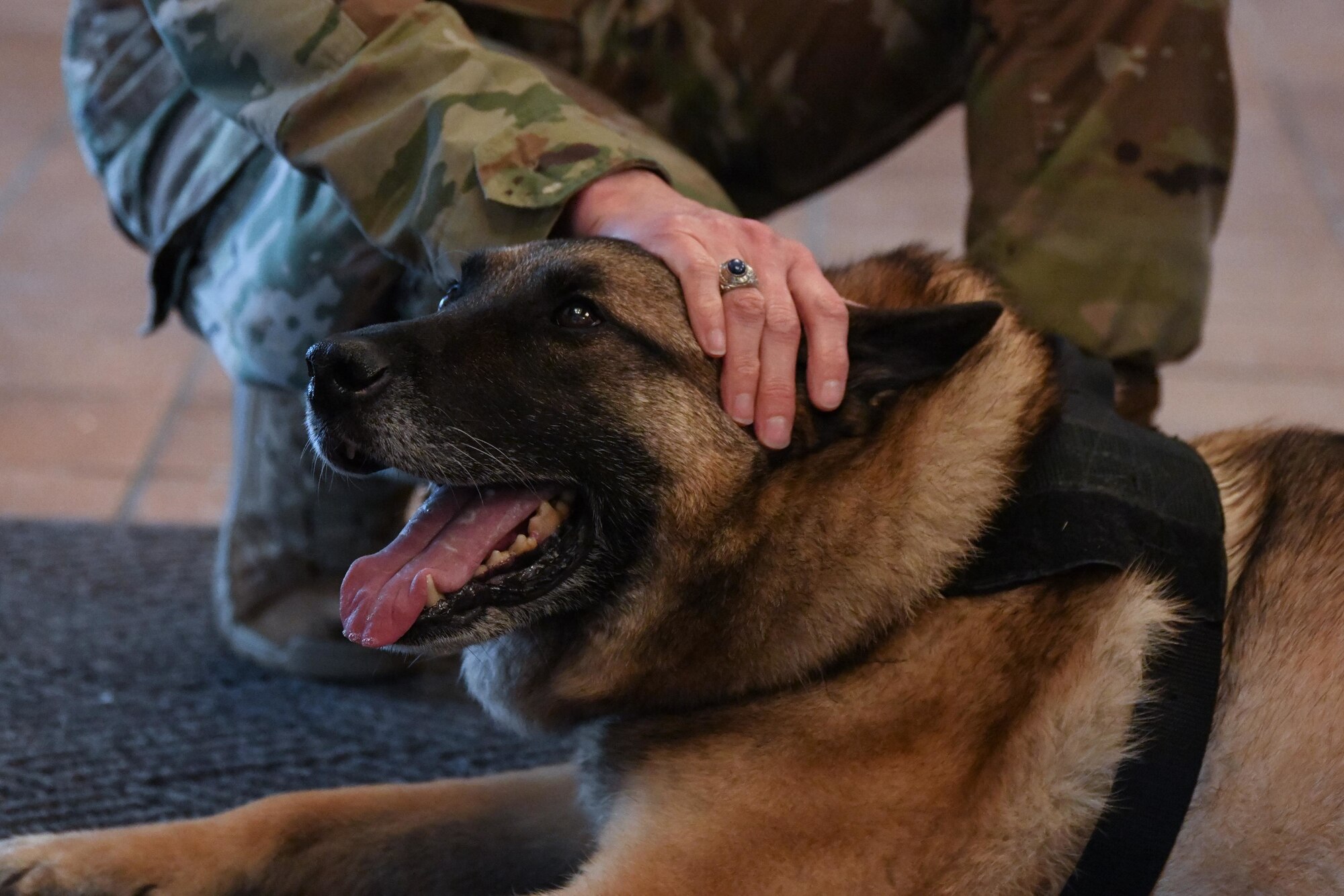 dog getting pets