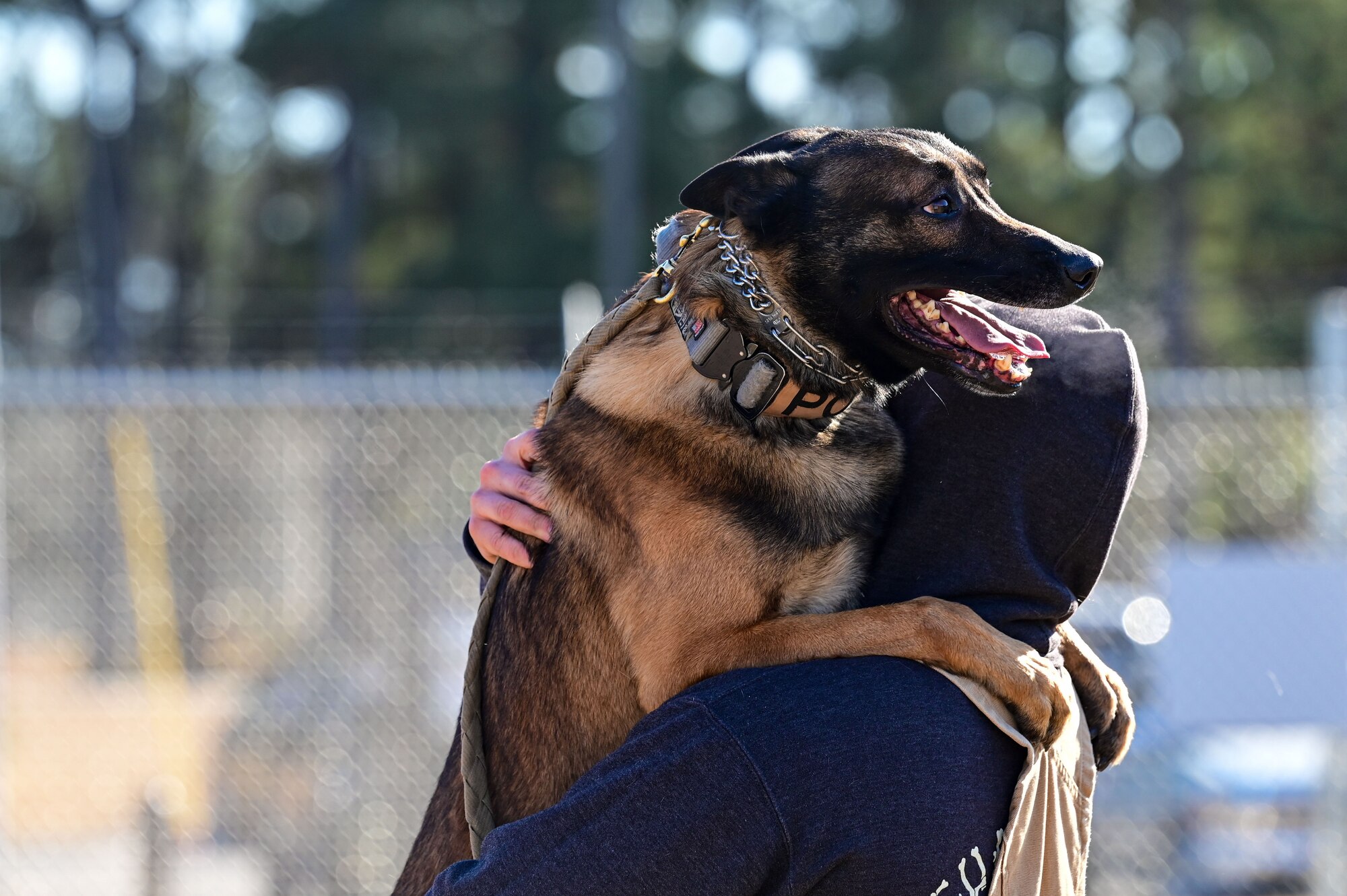 A military working dog performs routine training