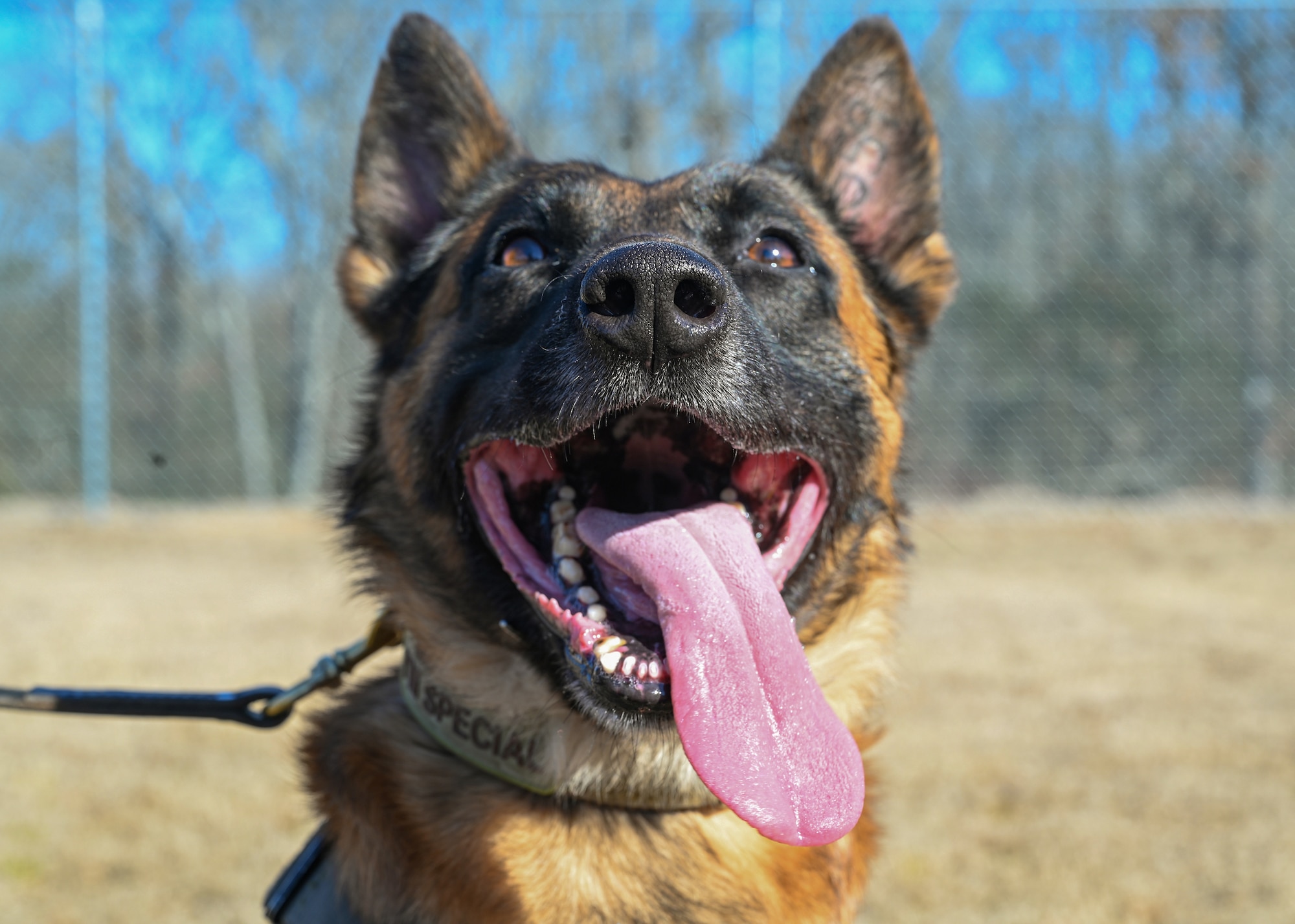 A military working dog performs routine training