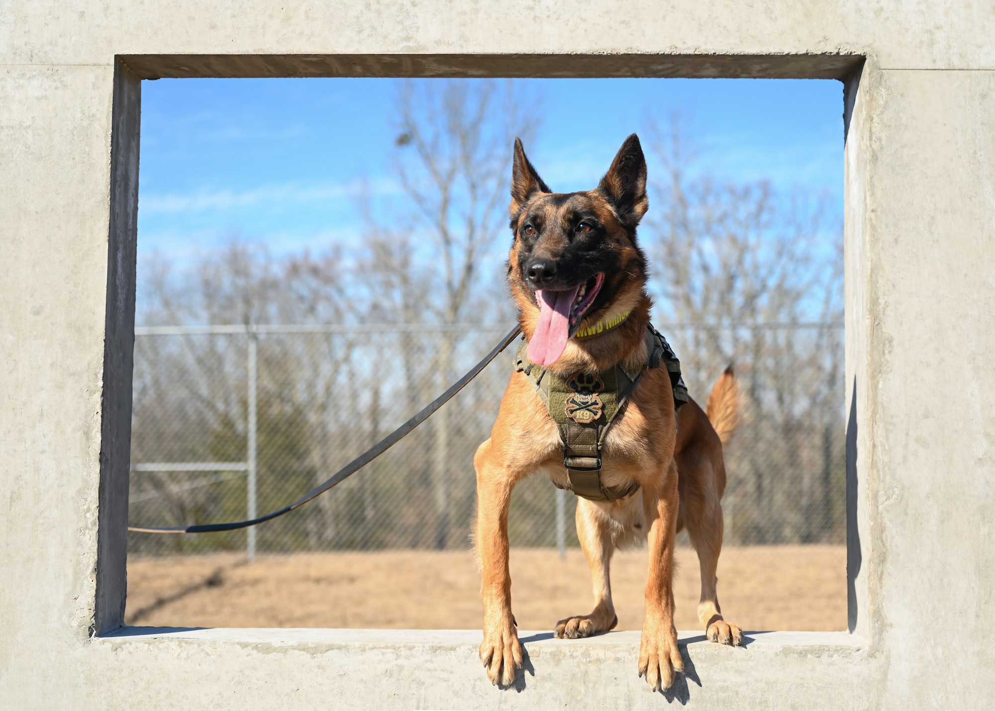 A military working dog performs routine training