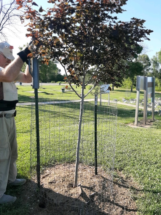 Volunteer caring for tree in park
