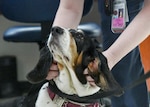 Naval Medical Center Camp Lejeune staff are receiving comfort and support from four-legged friends. For the past several months, Beasley the Basset Hound, has been making her rounds in her Red Cross volunteer vest, providing treats for humans in the form of pets and cuddles.