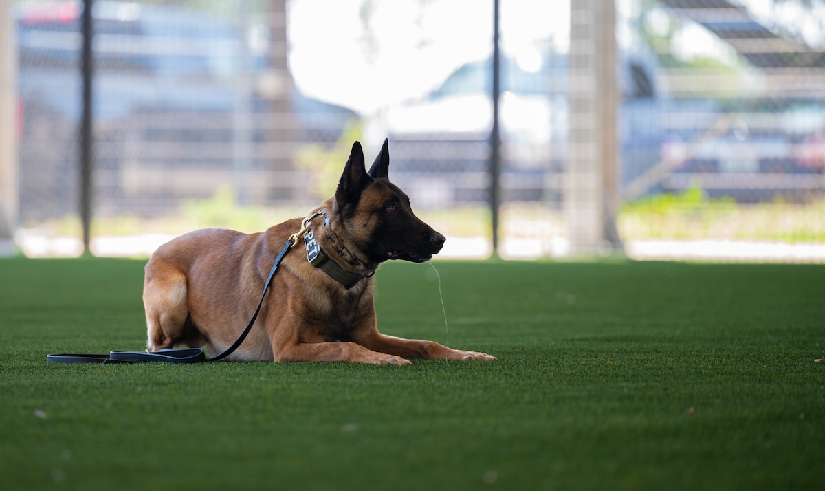 A military working dog lays down with drool coming from his mouth.