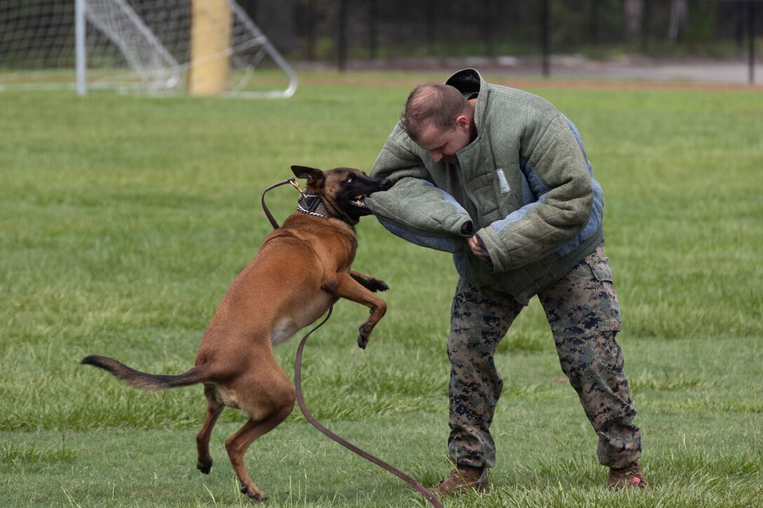 U.S. Marine Corps Cpl. Cody Schultz, the Chief Trainer for Military Working Dog (MWD) handling at Marine Corps Air Station (MCAS) Beaufort, S.C., demonstrates the capabilities of their MWDs July 14, 2022 at MCAS Beaufort. MWDs and their handlers mission is to ensure the safety of MCAS Beaufort with capabilities such as locating drugs and explosives, as well as taking down suspects when necessary. (U.S. Marine Corps photo by Lance Cpl. Isaac Jones)