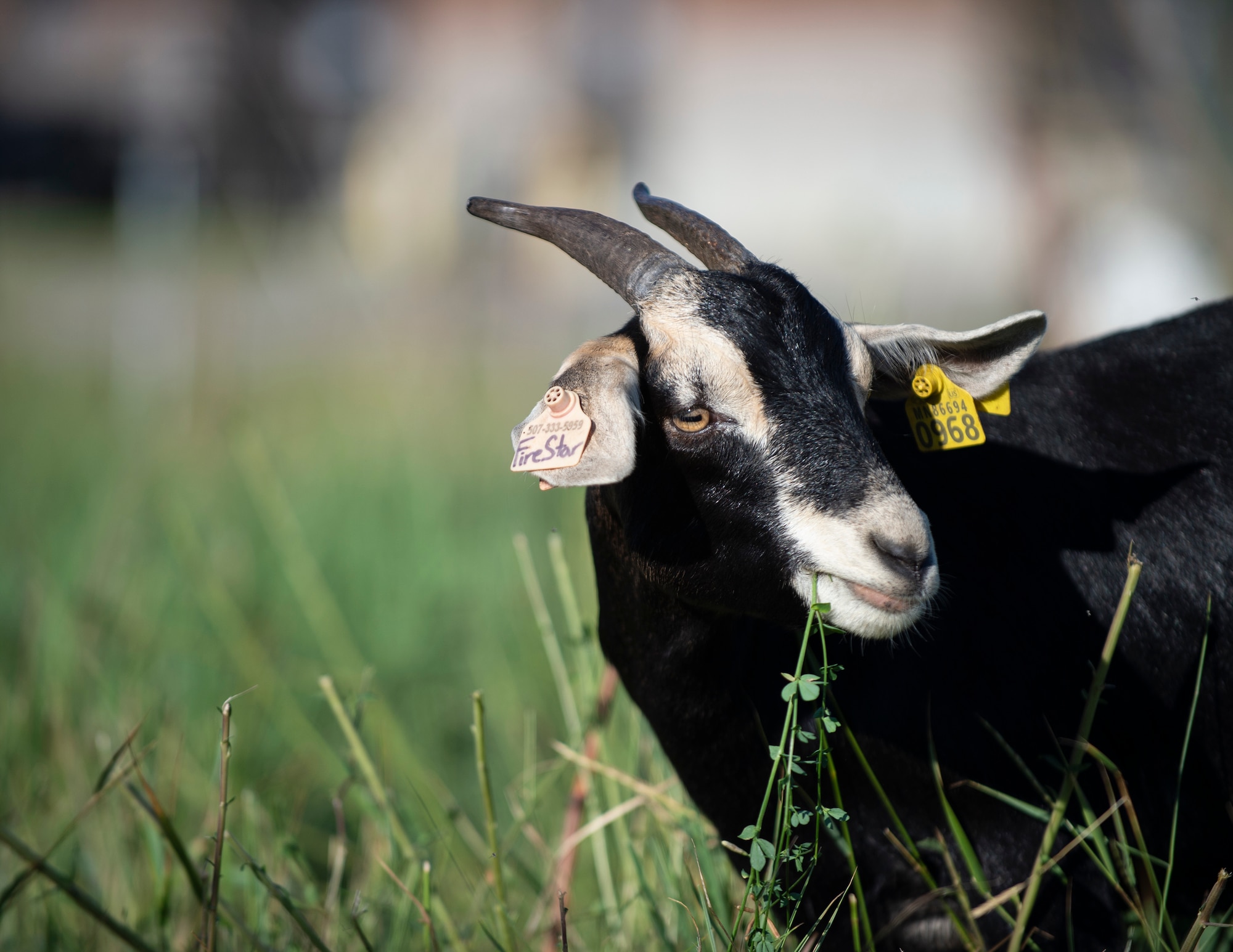 More than 27 goats returned to maintain the natural prairie grass restoration project at the 133rd Airlift Wing in St. Paul, Minn., July 14, 2022. The goats provide the essential maintenance that a natural setting requires in the most ecologically friendly way.