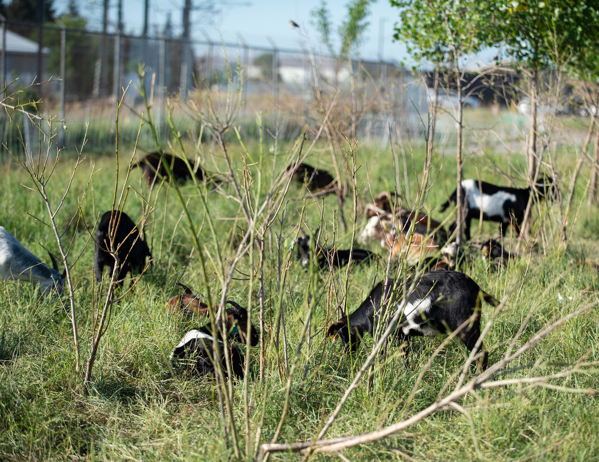 More than 27 goats returned to maintain the natural prairie grass restoration project at the 133rd Airlift Wing in St. Paul, Minn., July 14, 2022. The goats provide the essential maintenance that a natural setting requires in the most ecologically friendly way.