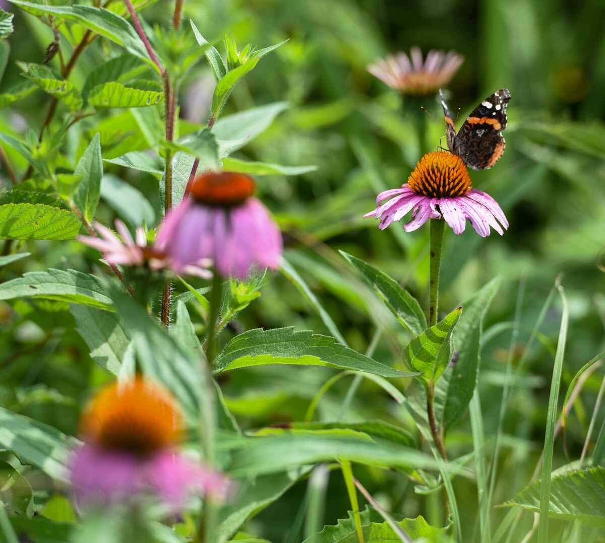 A monarch butterfly pollinates a purple coneflower on Huffman Prairie, Wright-Patterson Air Force Base, Ohio, July 20, 2022. Huffman Prairie is the largest natural tallgrass prairie in Ohio.