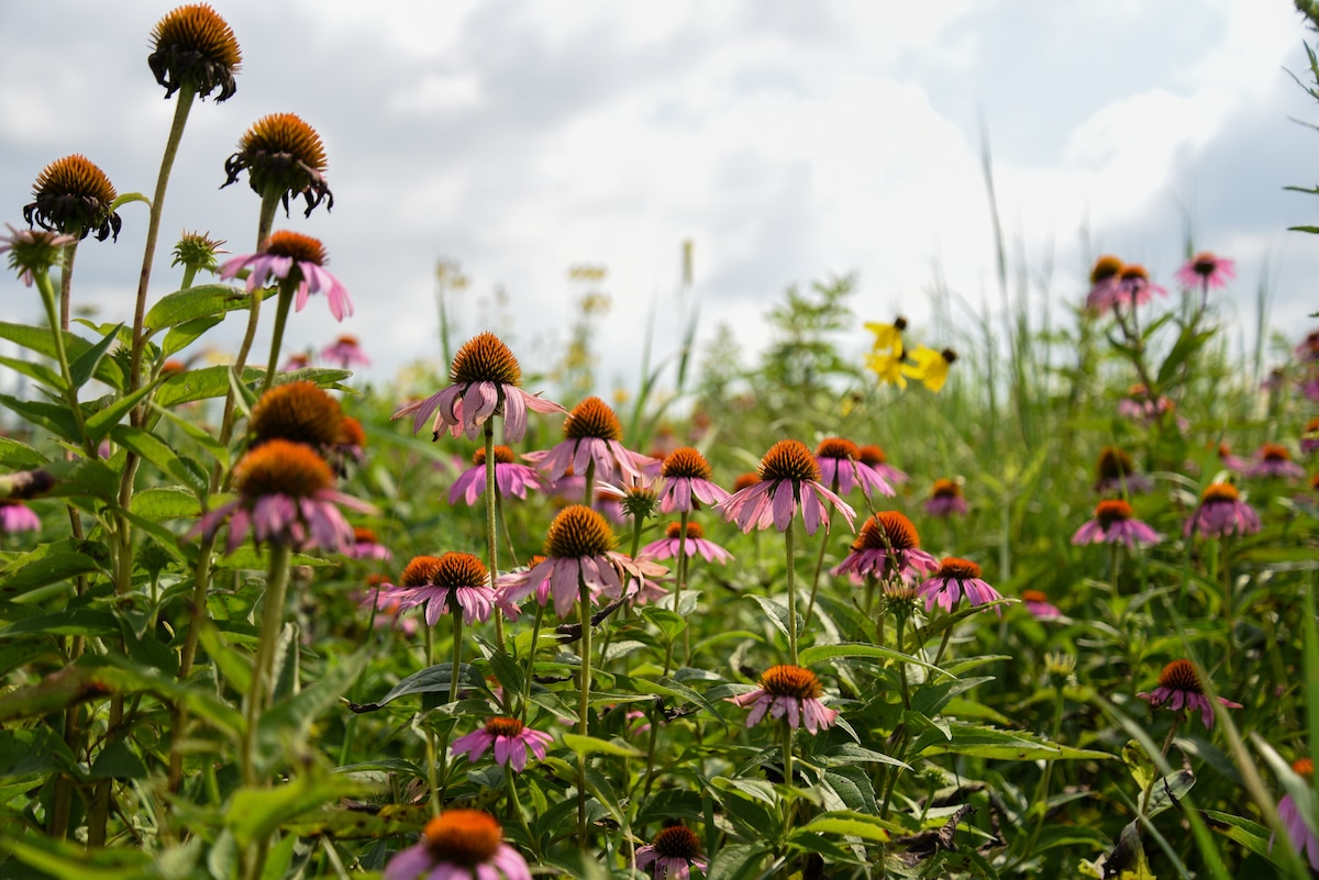 Vibrant red, orange and yellow wildflowers are in full bloom on Huffman Prairie, Wright-Patterson Air Force Base, Ohio, July 20, 2022. Huffman Prairie is home to more than 300 species of wildflowers and is the largest natural tallgrass prairie in Ohio.