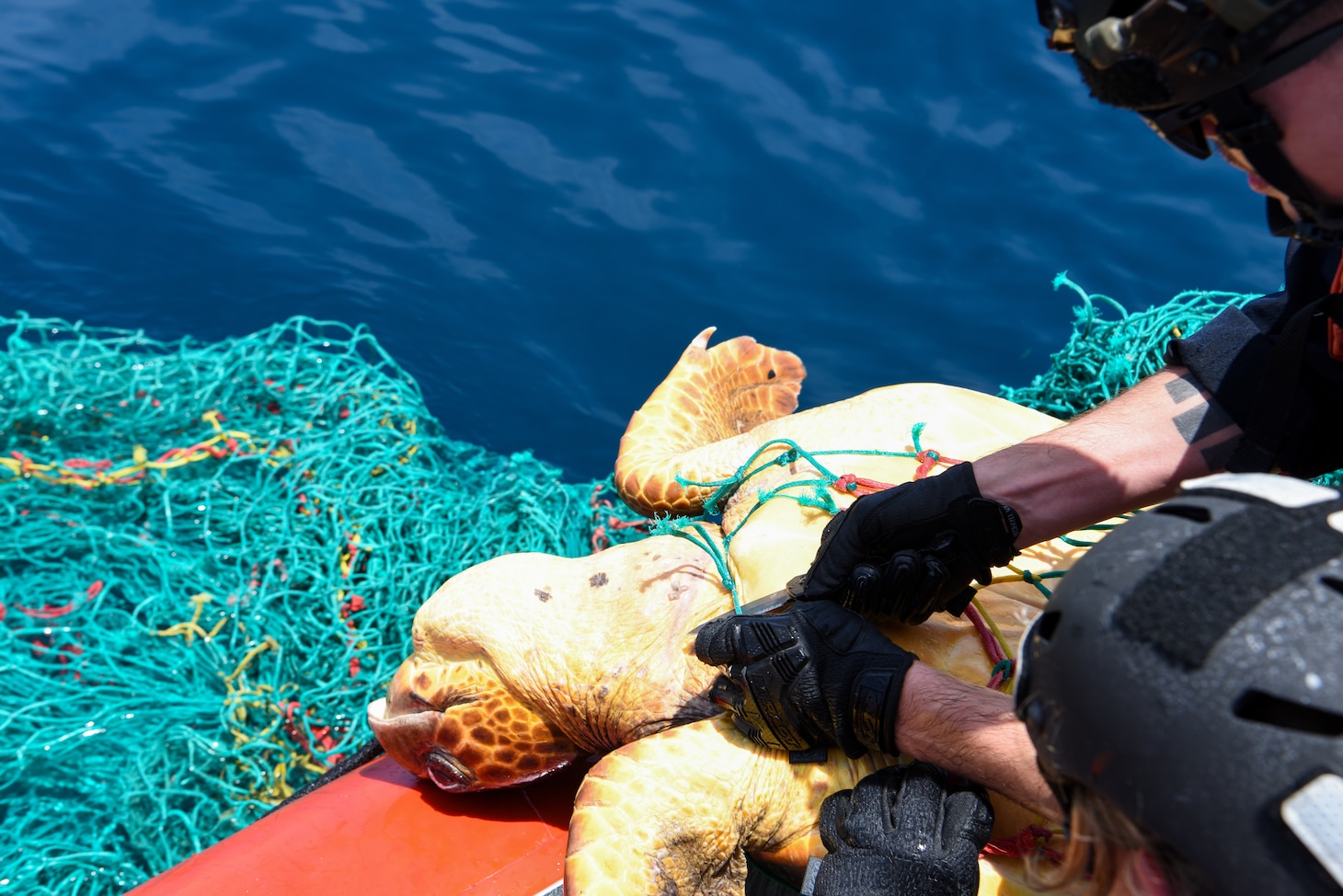 U.S. Coast Guard Petty Officer 3rd Class Dylan Neathery, assigned to the Famous-class medium endurance cutter USCGC Mohawk (WMEC 913), rescues a sea turtle caught in a fishing net in the Atlantic Ocean, July 14, 2022. USCGC Mohawk is on a scheduled deployment in the U.S. Naval Forces Africa area of operations, employed by U.S. Sixth Fleet to defend U.S., allied, and partner interests. (U.S. Coast Guard photo by Petty Officer 3rd Class Jessica Fontenette)