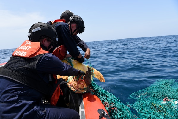 U.S. Coast Guard Cutter Mohawk rescues sea turtles in the Atlantic ...