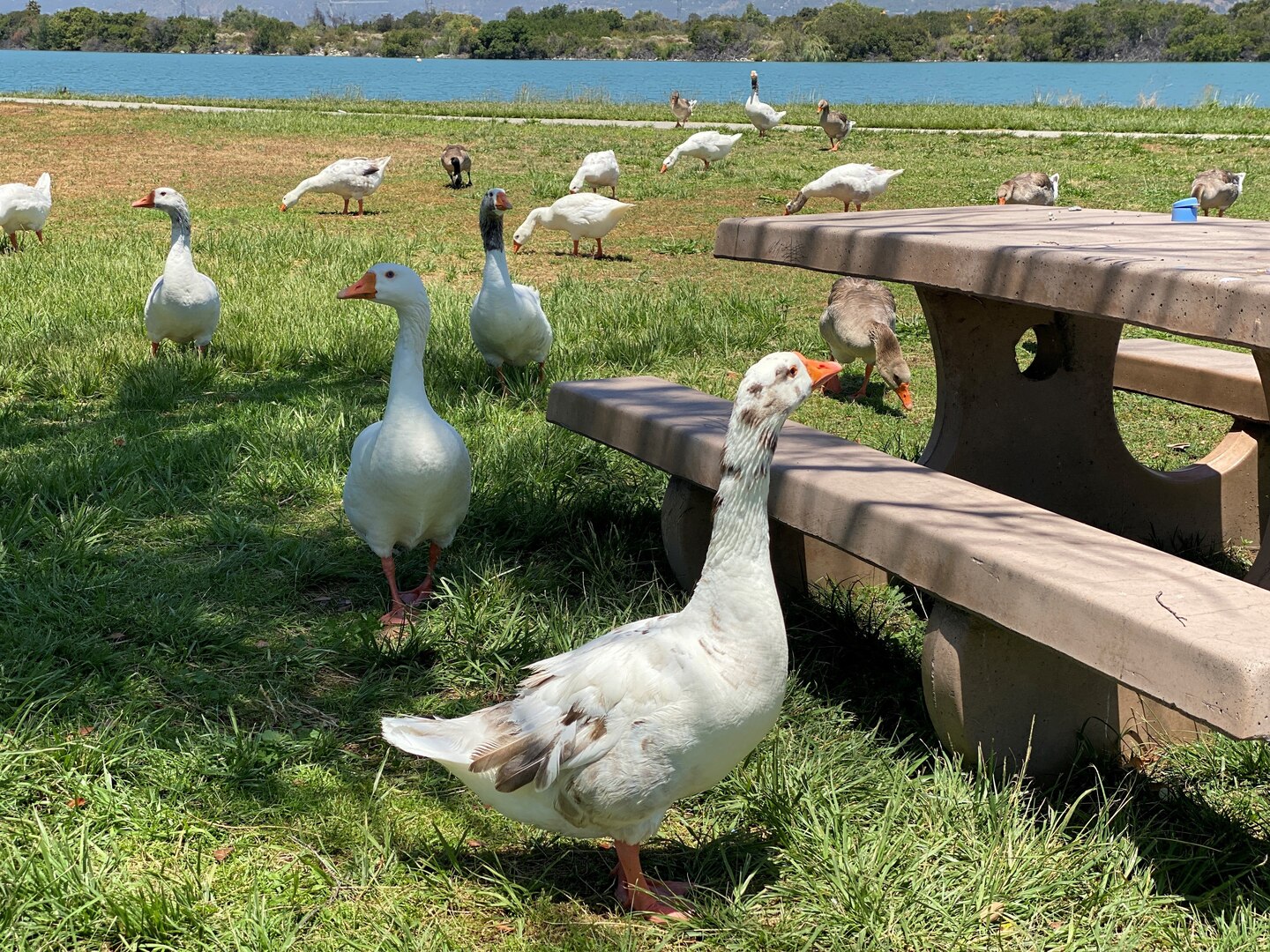 A gaggle of geese move freely through the Santa Fe Dam Recreational Park June 1 in LA County.