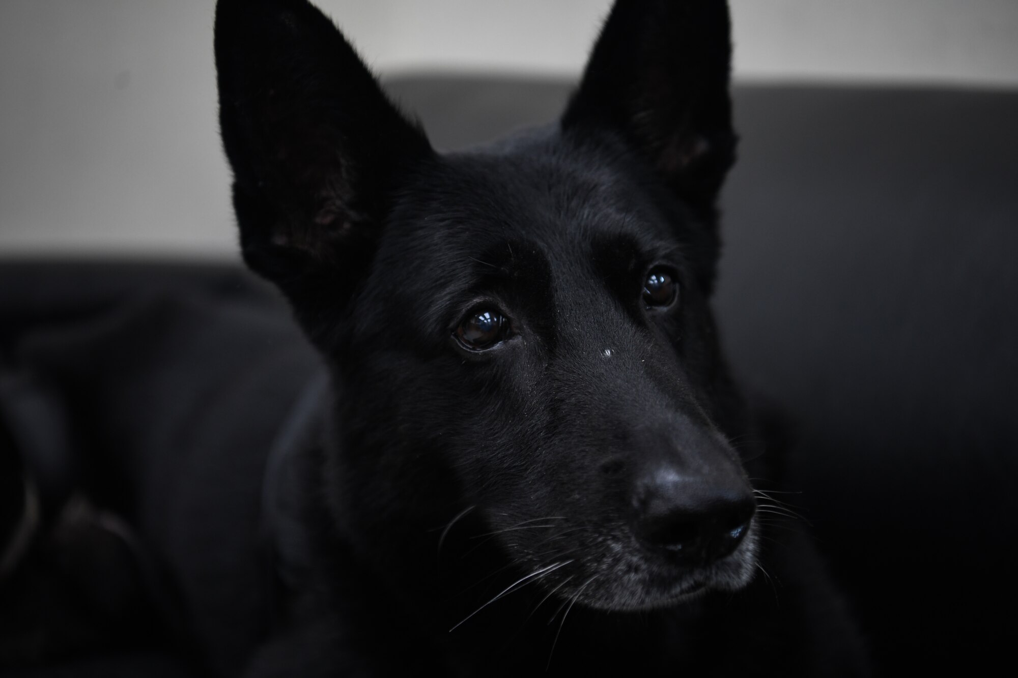 A military working dog looks into the camera.
