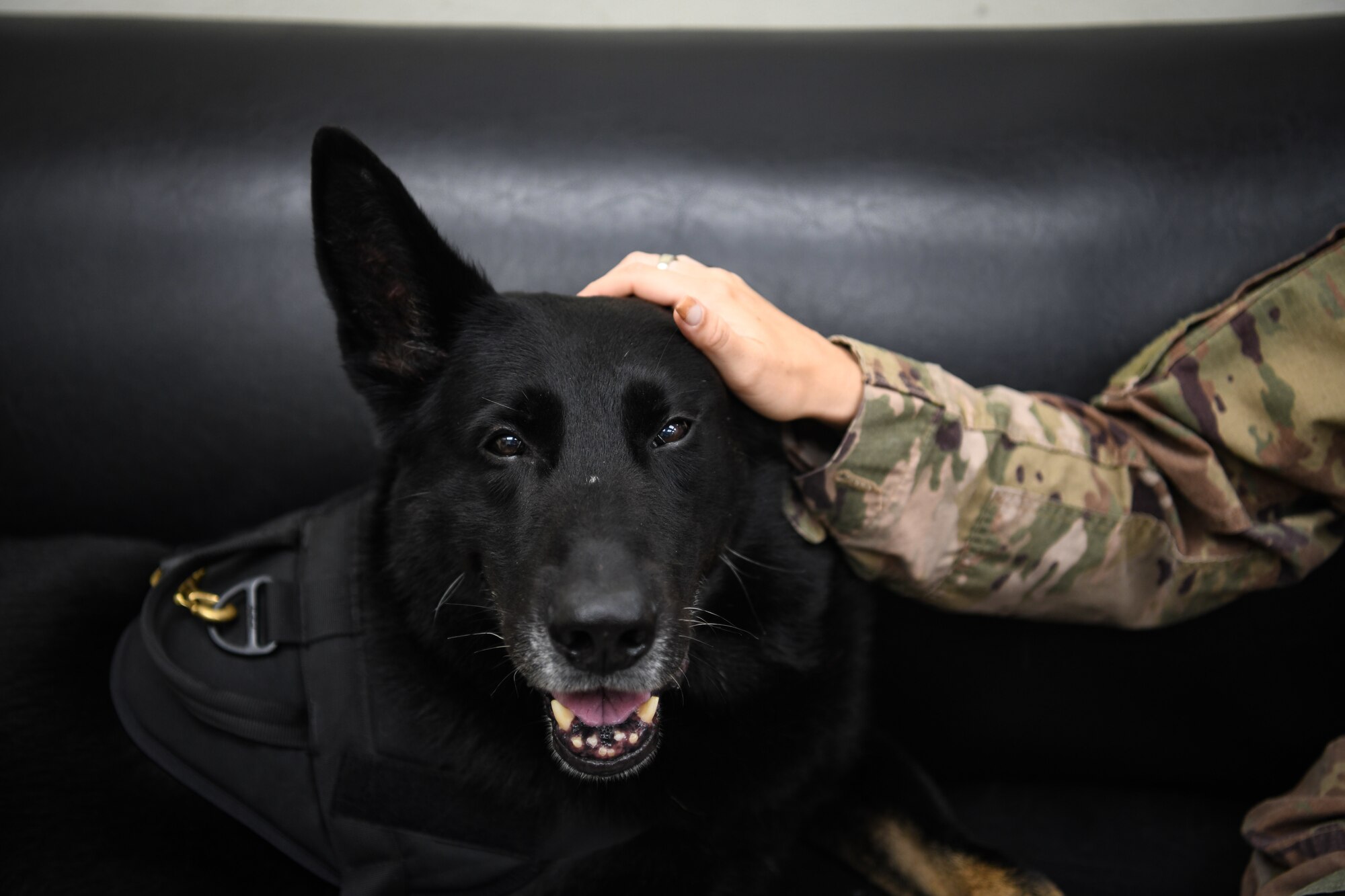A military member pats a dog on the head.
