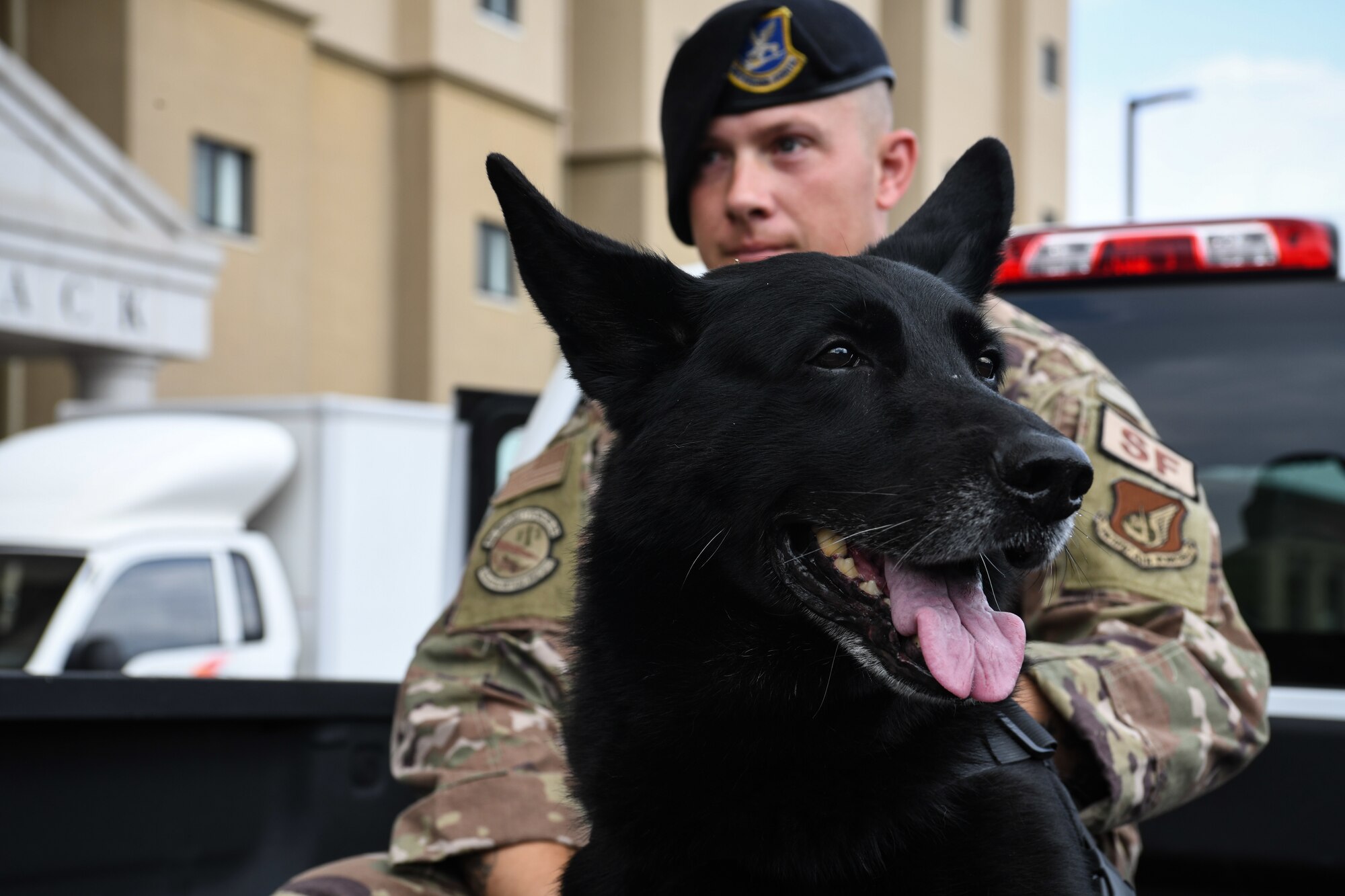 A dog and a military member in the back of a truck.