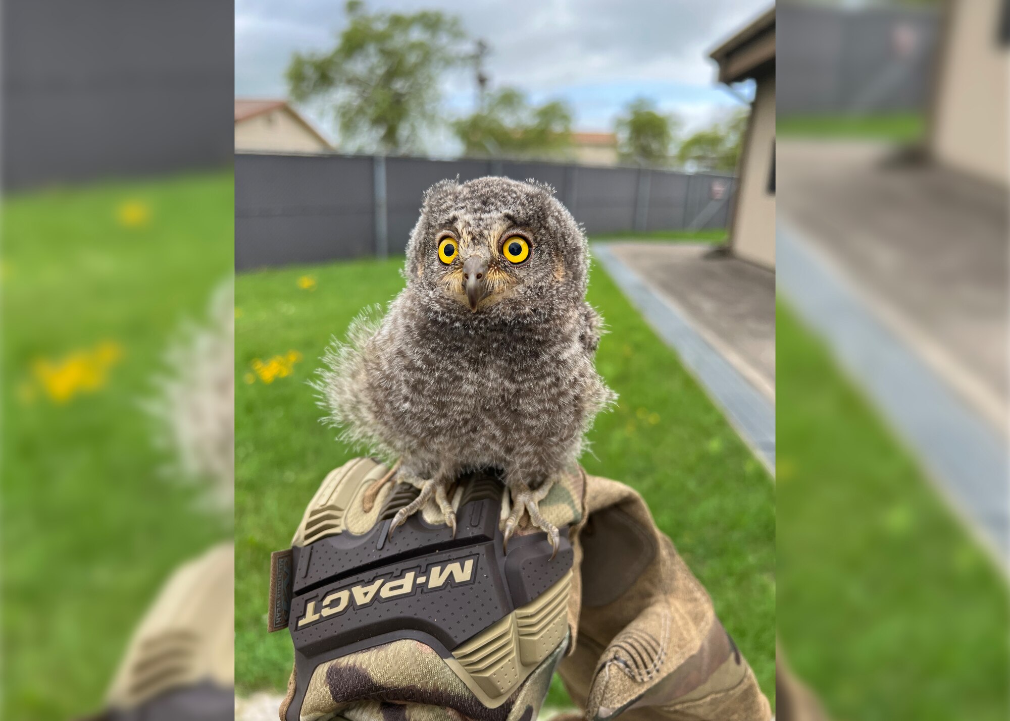 An owlet sits on a glove.
