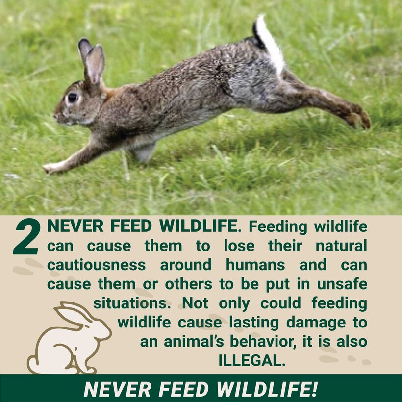 Human-Wildlife Interaction Guidance