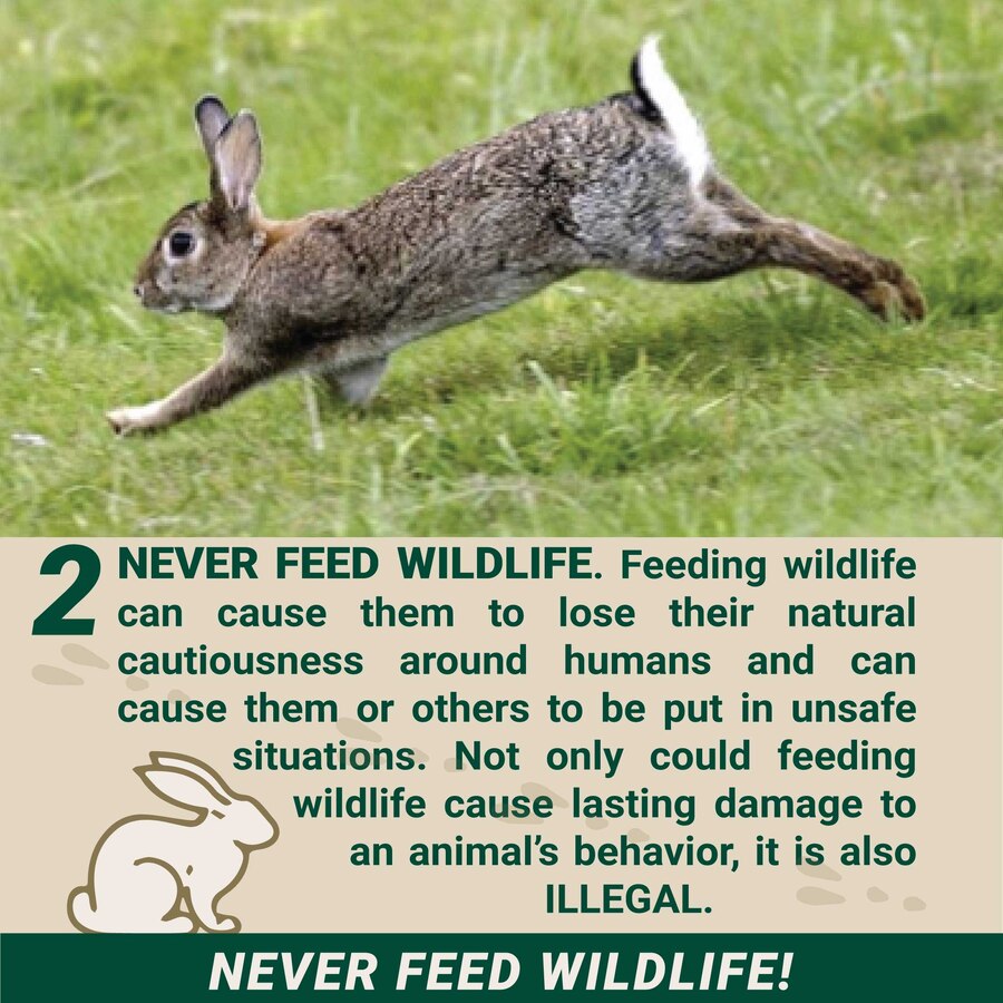 Human-Wildlife Interaction Guidance