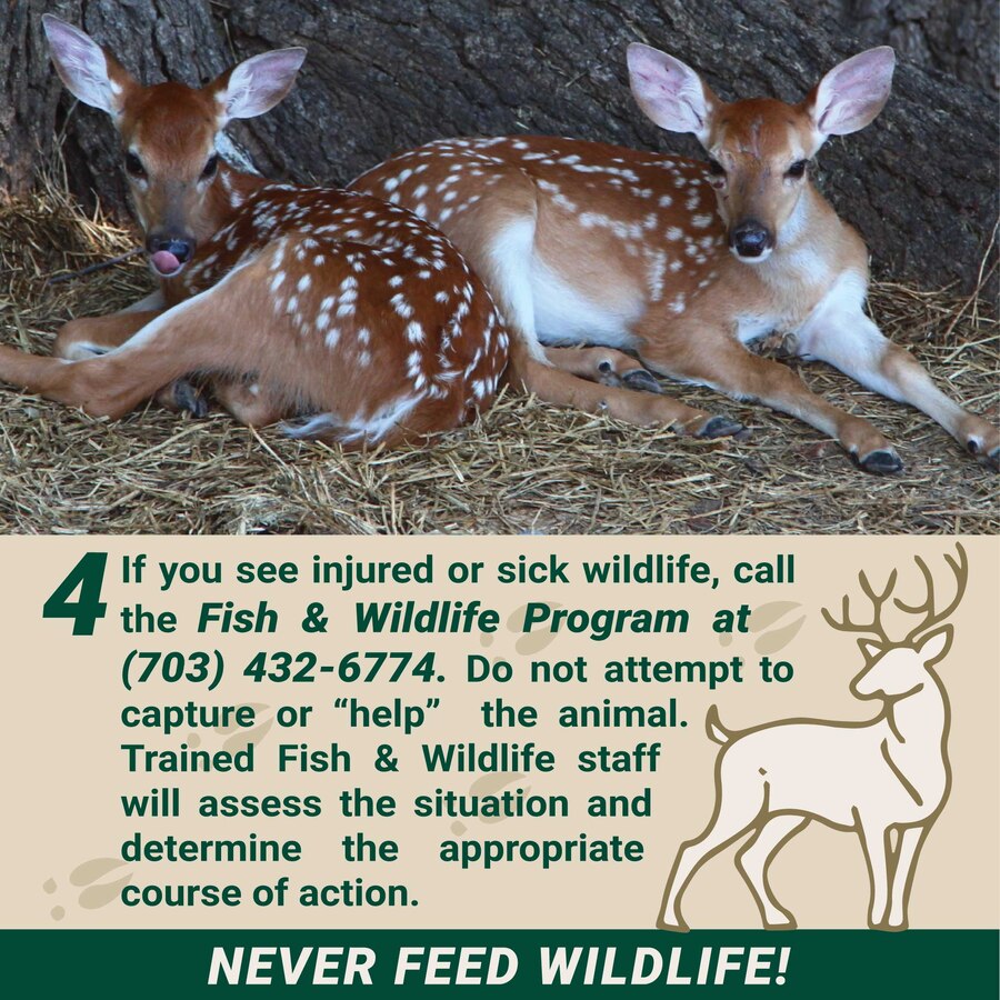Human-Wildlife Interaction Guidance