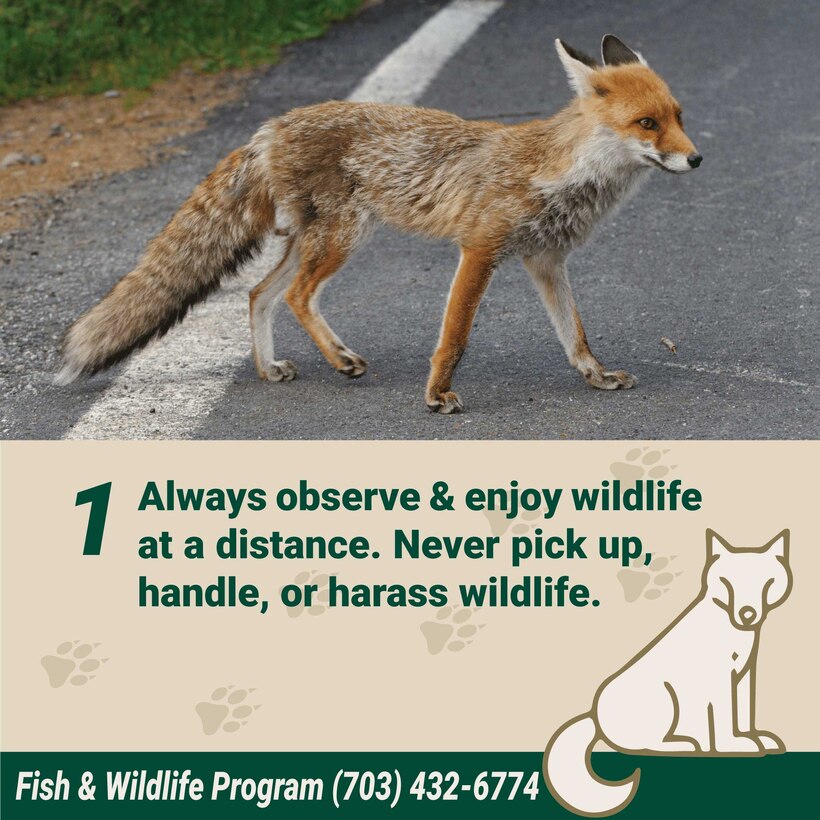 Human-Wildlife Interaction Guidance
