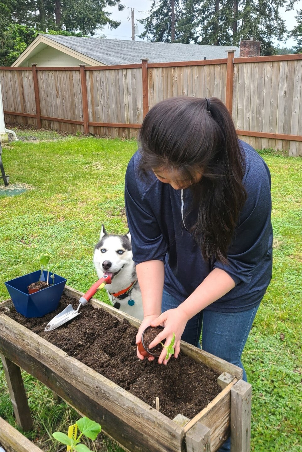 Photo of Mary Hesser planting in her raised garden in her backyard. Her dog Rocky looks on.