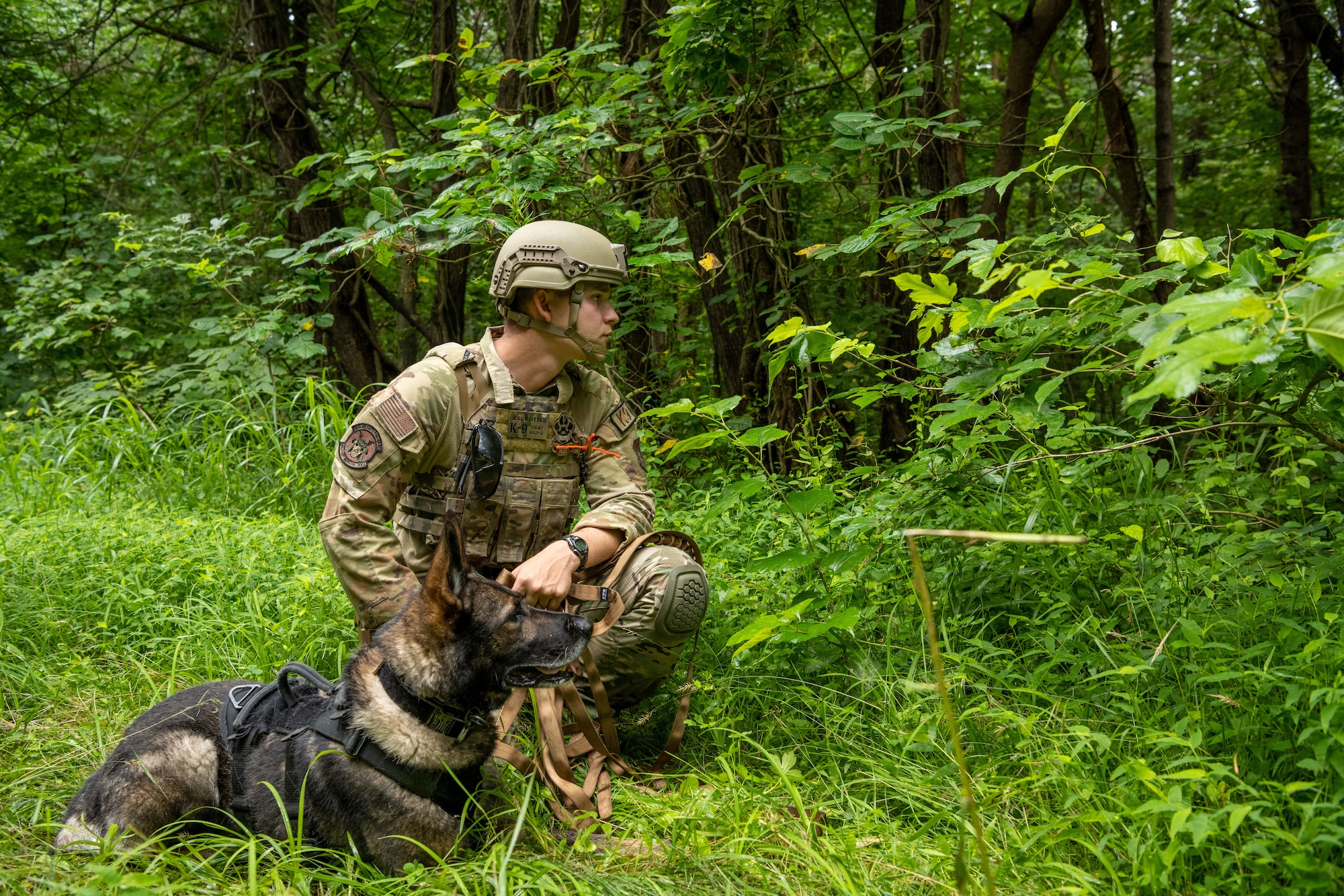 U.S. military member and a military working dog in tactical gear kneel next to bushes.