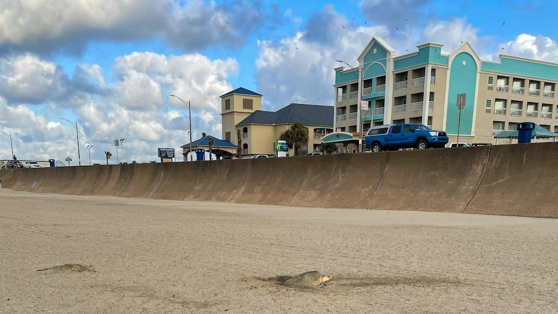 A Kemp’s Ridley sea turtle—the world’s rarest and most endangered sea turtle species—nests on a new beach near the corner of Seawall and 86th Street. 

The new beach is giving marine life an added habitat for nesting thanks to an ongoing partnership between the U.S. Army Corps of Engineers (USACE) Galveston District, the Galveston Park Board of Trustees, the City of Galveston, and the Texas General Land Office.