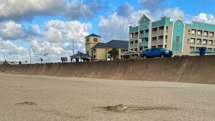 A Kemp’s Ridley sea turtle—the world’s rarest and most endangered sea turtle species—nests on a new beach near the corner of Seawall and 86th Street. 

The new beach is giving marine life an added habitat for nesting thanks to an ongoing partnership between the U.S. Army Corps of Engineers (USACE) Galveston District, the Galveston Park Board of Trustees, the City of Galveston, and the Texas General Land Office.