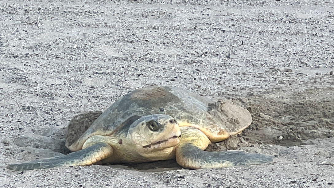 A Kemp’s Ridley sea turtle—the world’s rarest and most endangered sea turtle species—nests on a new beach near the corner of Seawall and 86th Street. 

The U.S. Army Corps of Engineers (USACE) Galveston District’s beach renourishment project helped make the nesting possible by replenishing Babe’s Beach with sand provided through the District’s routine maintenance dredging of the Galveston Channel.

“This is a new beach thanks to the Babe’s Beach renourishment project, where we previously have no historical records of nests occurring,’ said Theresa Morris, rehabilitation hospital manager at Texas A&M’s Gulf Center for Sea Turtle Research.