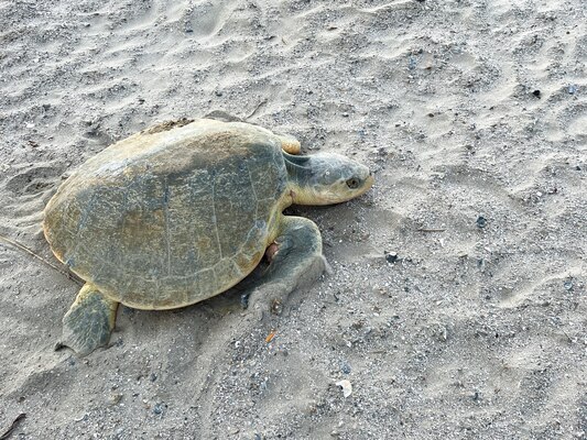 A Kemp’s Ridley sea turtle—the world’s rarest and most endangered sea turtle species—nests on a new beach near the corner of Seawall and 86th Street. 

The U.S. Army Corps of Engineers (USACE) Galveston District’s beach renourishment project helped make the nesting possible by replenishing Babe's Beach with sand provided through the District’s routine maintenance dredging of the Galveston Channel.