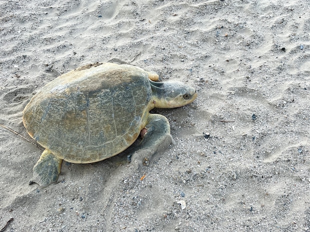 A Kemp’s Ridley sea turtle—the world’s rarest and most endangered sea turtle species—nests on a new beach near the corner of Seawall and 86th Street. 

The U.S. Army Corps of Engineers (USACE) Galveston District’s beach renourishment project helped make the nesting possible by replenishing Babe's Beach with sand provided through the District’s routine maintenance dredging of the Galveston Channel.