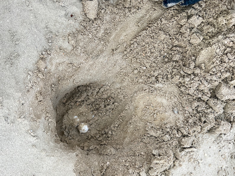 Staff from Texas A&M's Gulf Center for Sea Turtle Research. uncover a clutch of eggs laid by a Kemp’s Ridley sea turtle—the world’s rarest and most endangered sea turtle species—on a new beach near the corner of Seawall and 86th Street. 

The U.S. Army Corps of Engineers (USACE) Galveston District’s beach renourishment project helped make the nesting possible.

Since 2015, the Galveston District has partnered with the Galveston Park Board of Trustees, the City of Galveston, and the Texas General Land Office in getting fresh sand to replenish Babe’s Beach. The partnership was part of an ongoing effort to maintain and protect Galveston’s beaches at no additional cost to local residents.