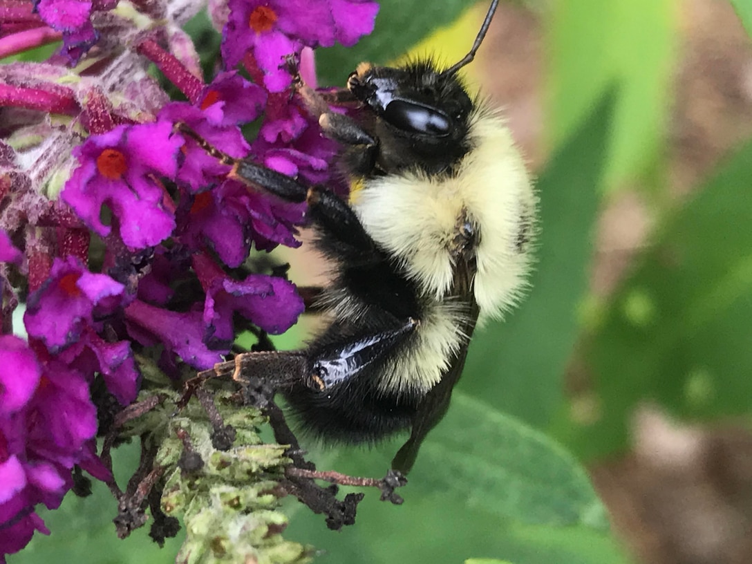 Bumblebee on a Butterfly Bush | Photo of the Week | Wendy Clark