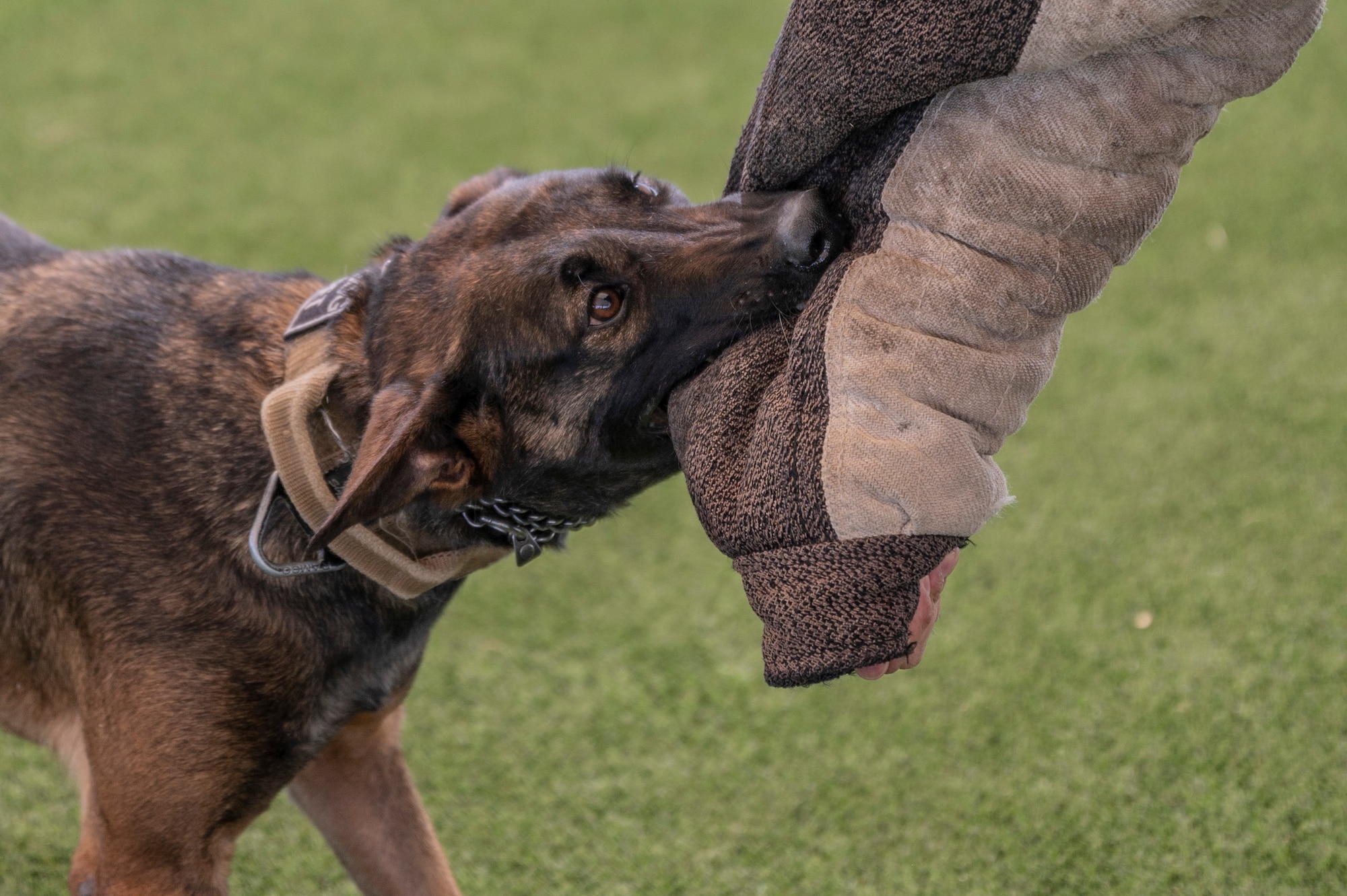 A photo of an MWD biting a bite sleeve