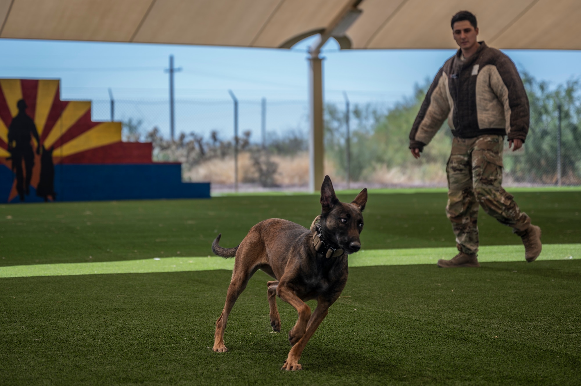 A photo of an MWD guarding a perpetrator