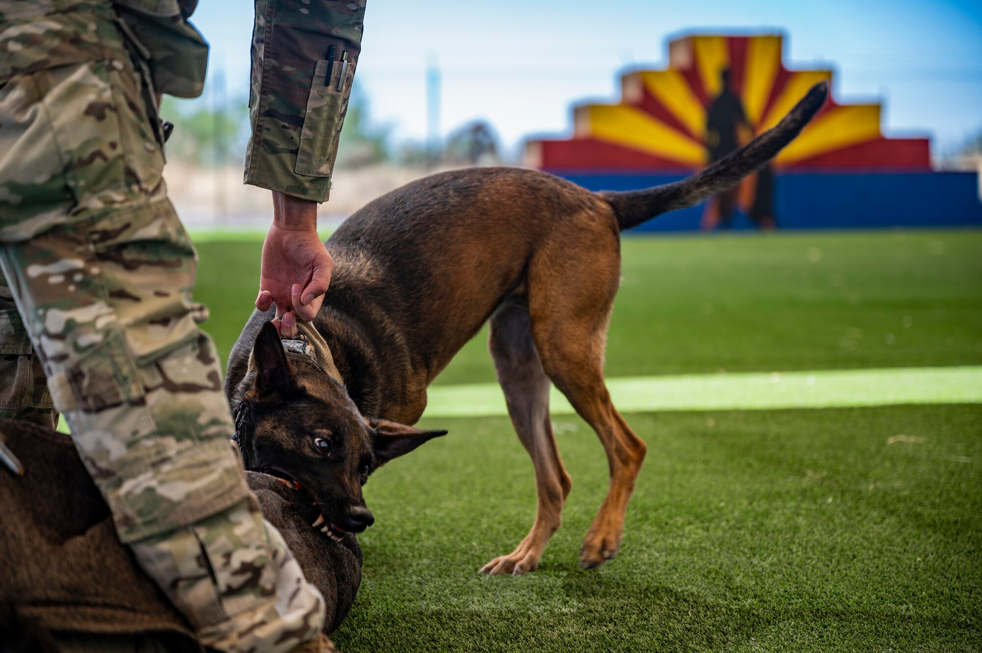 A photo of an MWD biting a bite sleeve