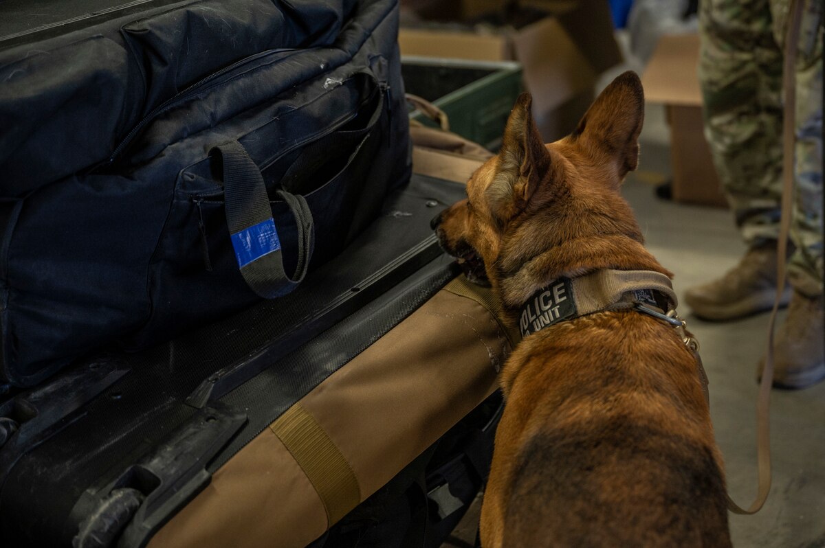 a photo of a MWD sniffing a bag