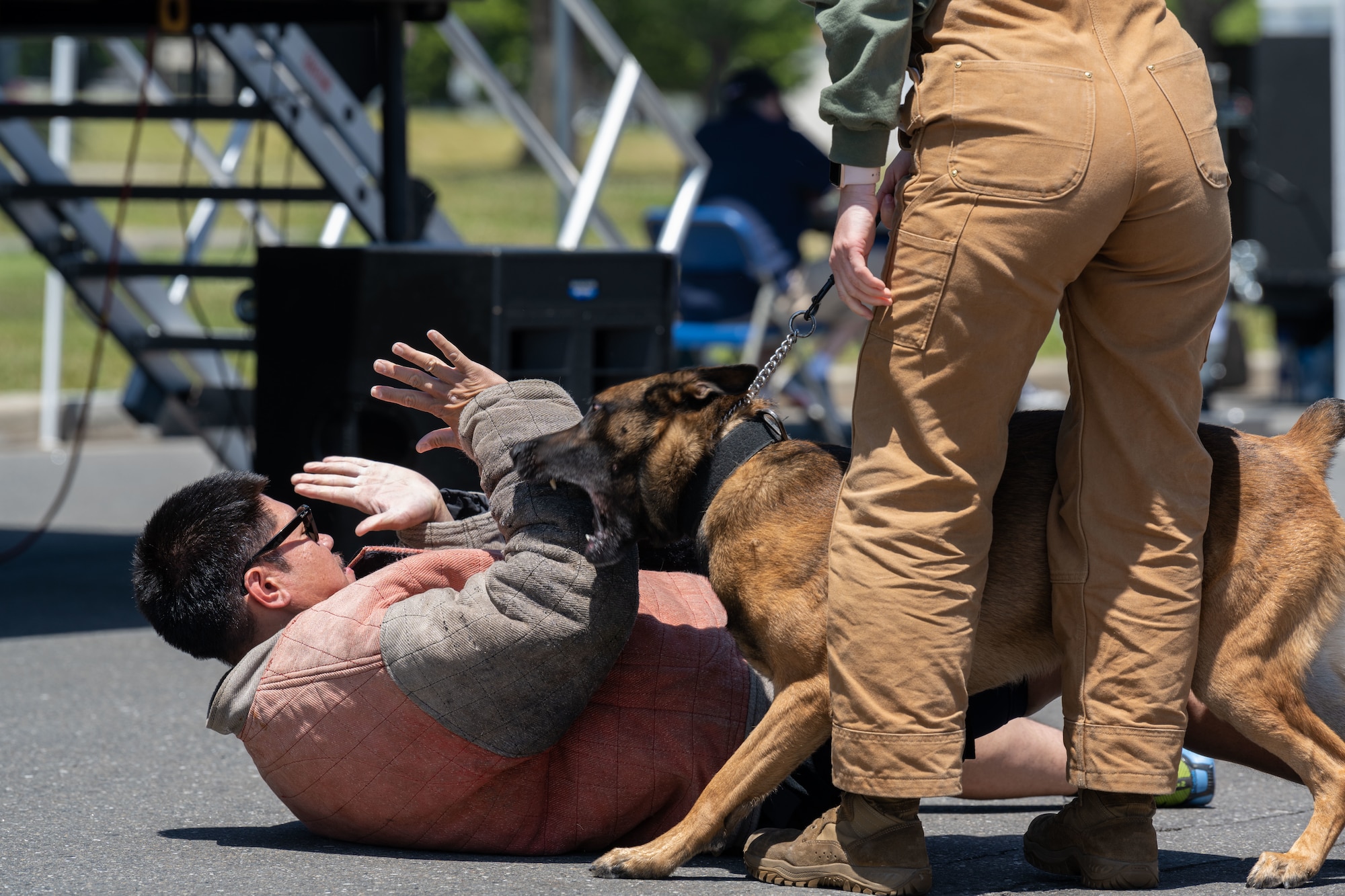 A military working dog is held back from attack its assailant during a demonstration by it's handler.