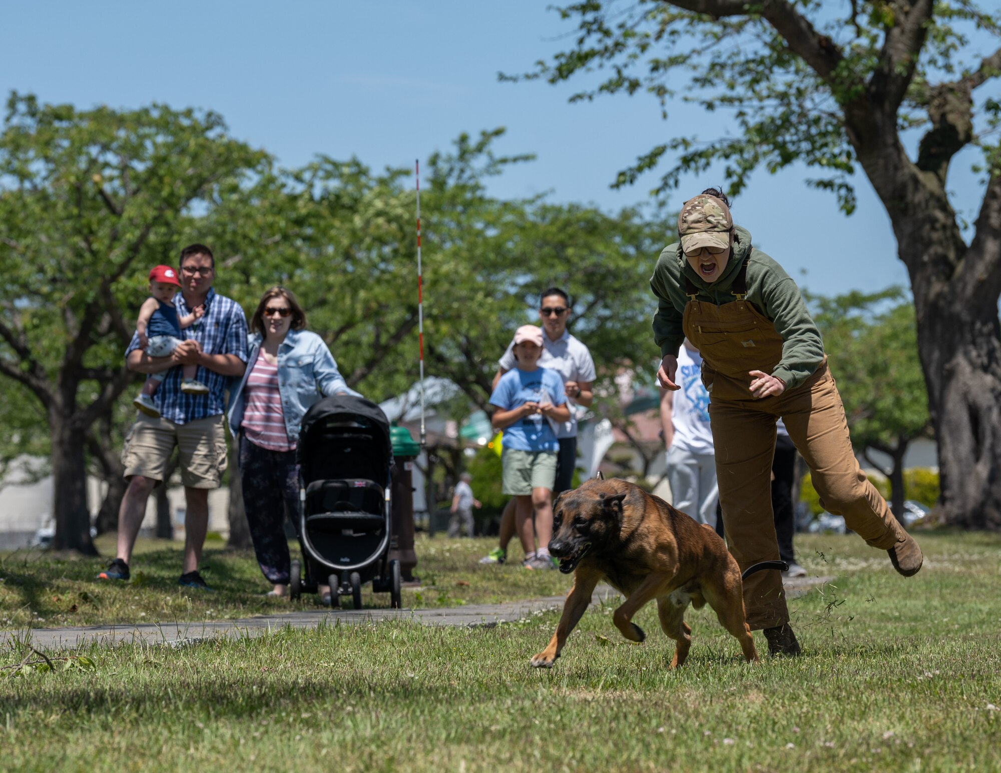 A military working dog runs after its assailant during a demonstration.