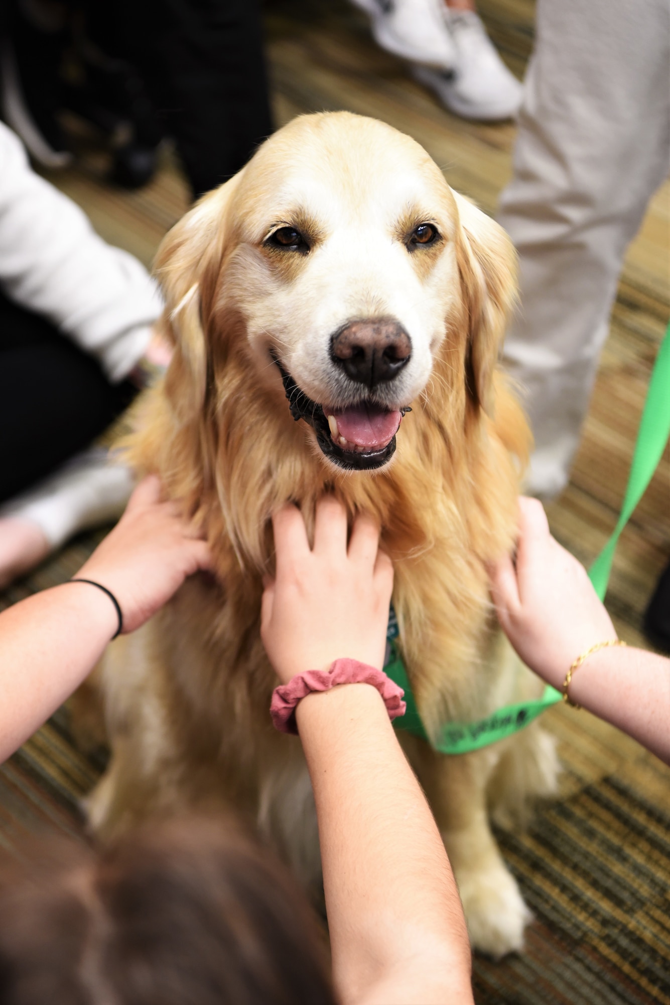 Darien, a Pet-Assisted Visitation Volunteer Services for People therapy companion dog, receives attention from Armed Forces Medical Examiner System staff during a resiliency event at Dover Air Force Base, Delaware, May 25, 2022. PAWS for People is a nonprofit organization committed to improving the lives of people in their community. (U.S. Air Force photo by Staff Sgt. Deven Schultz)