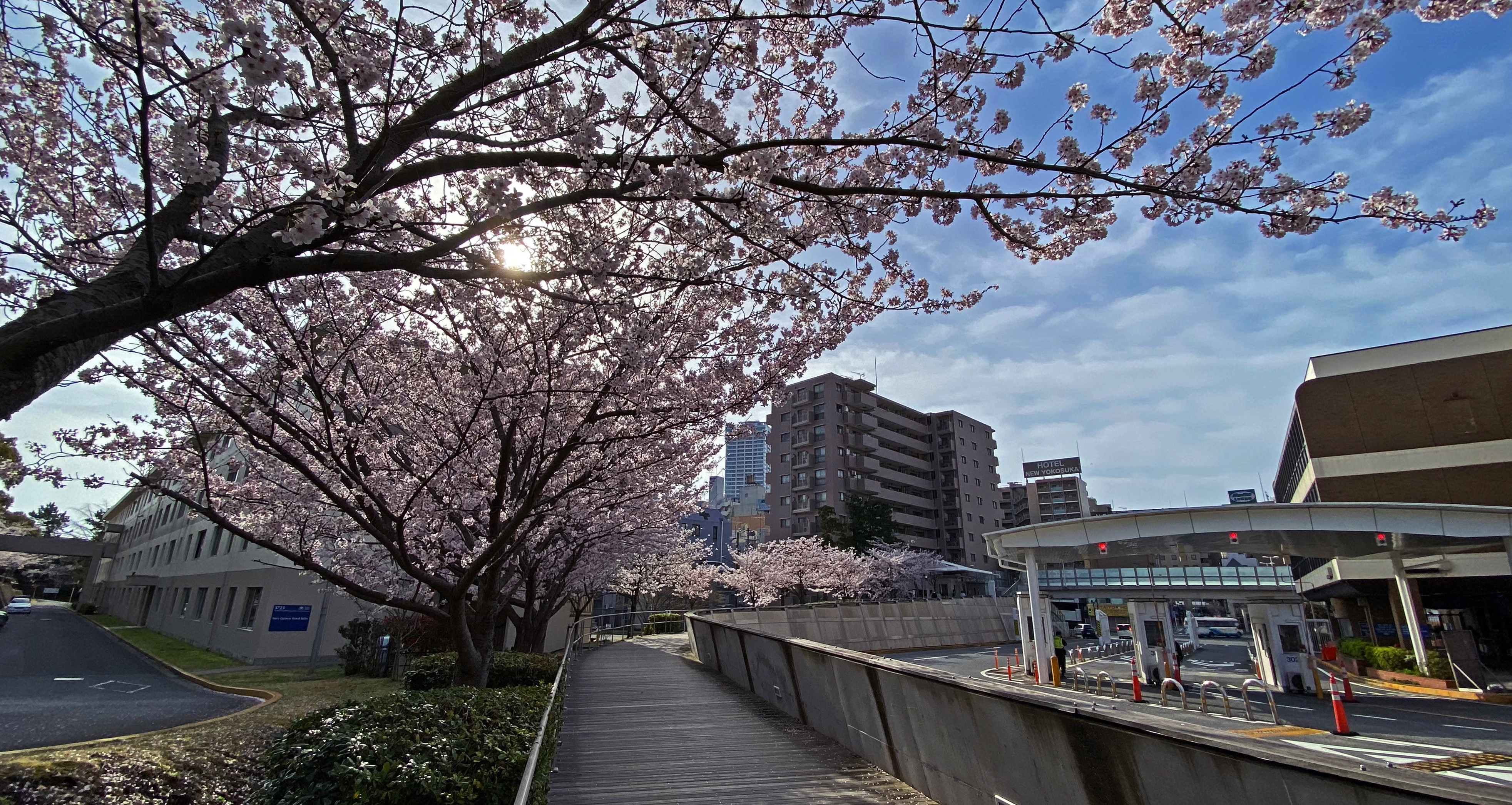 Cherry blossoms are in full bloom around Commander Fleet Activities Yokosuka.