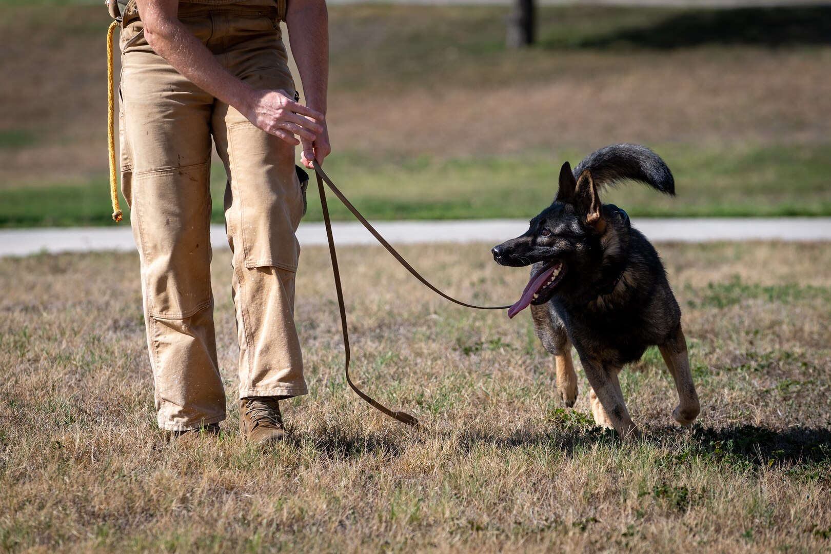 Army Veterinary Corps celebrates 106th anniversary